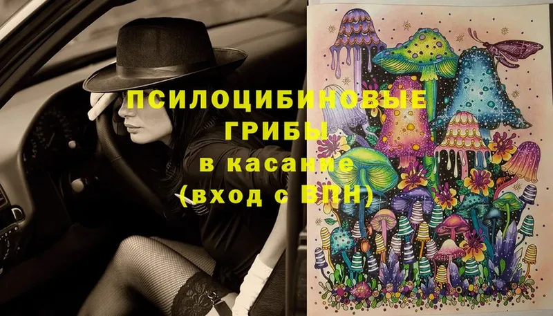 Псилоцибиновые грибы Cubensis  Десногорск 